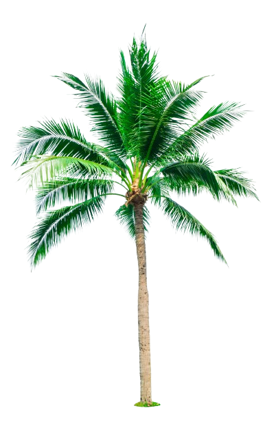 Coconut Tree