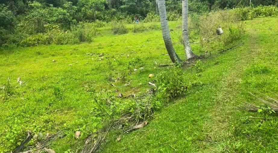 Bohol Land - Open Pasture