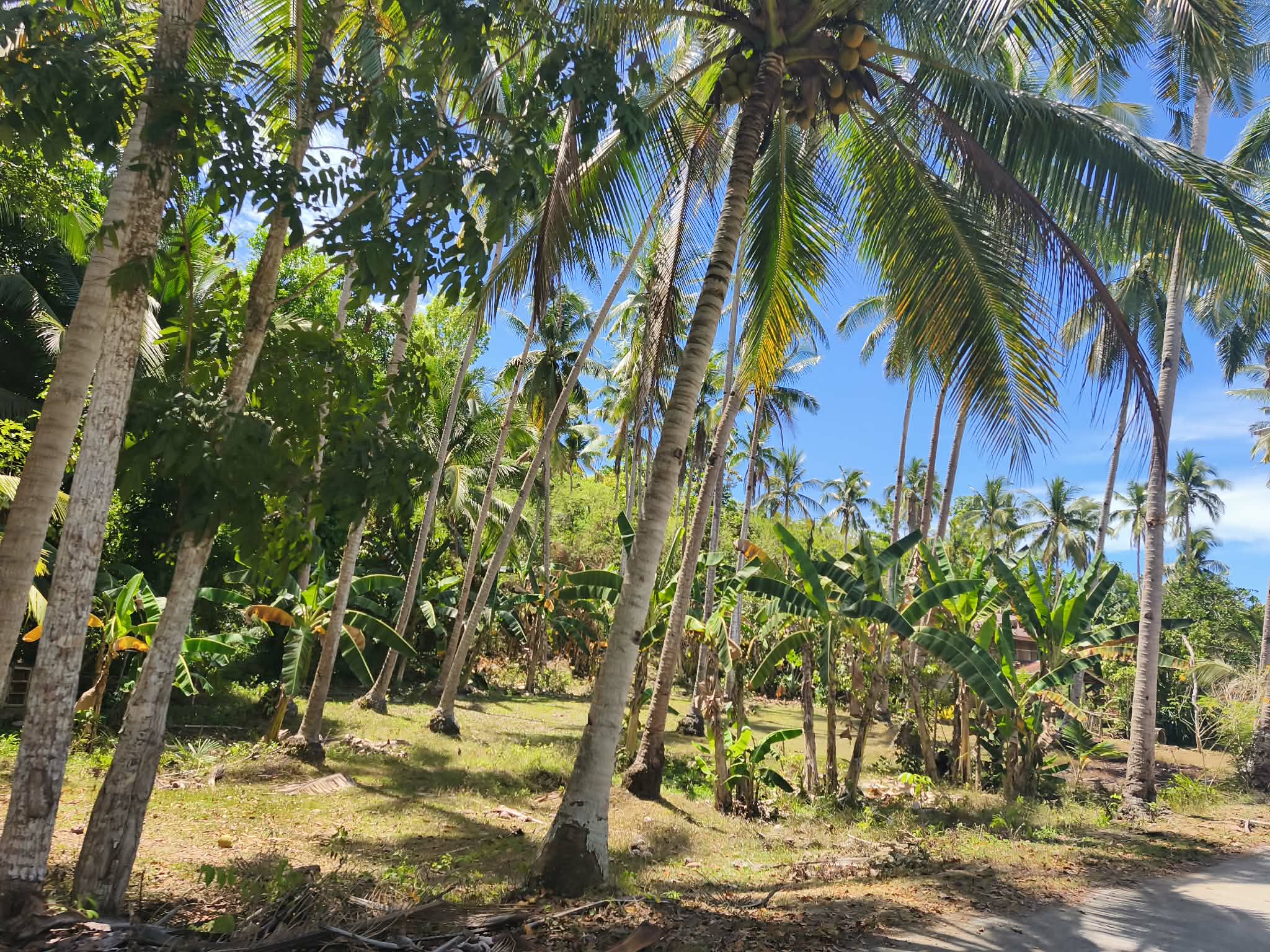 Bohol Land - Coconut Grove